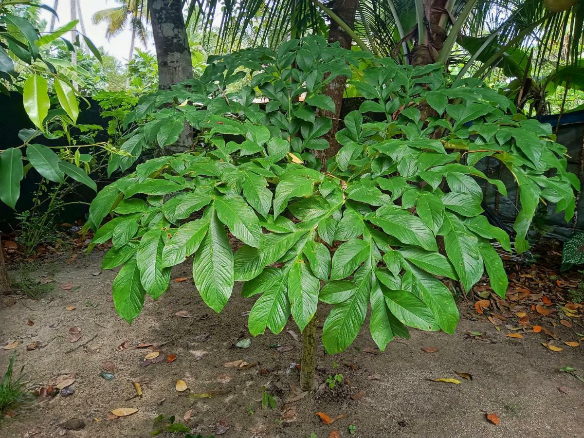 Marari Bethsaida Homestay Shertallai Bagian luar foto